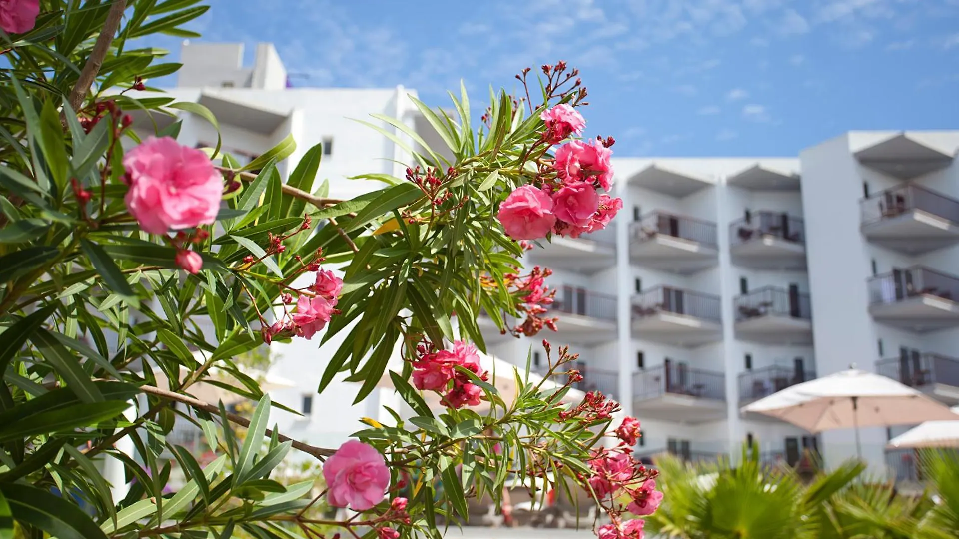 Fergus Bermudas Palma Nova  Hotel Palma Nova (Mallorca)